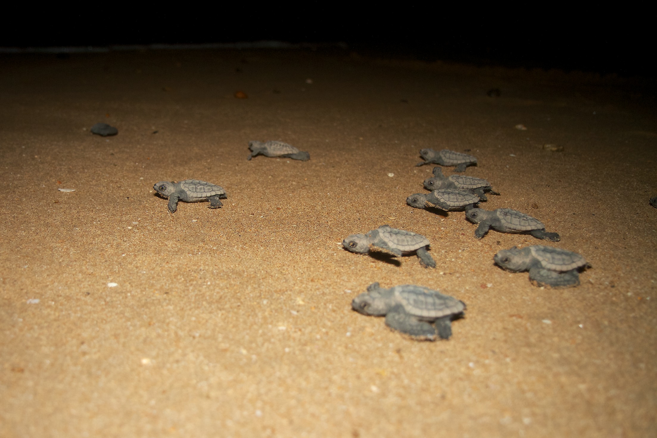 Turtle Hatching - This Magnificent Life