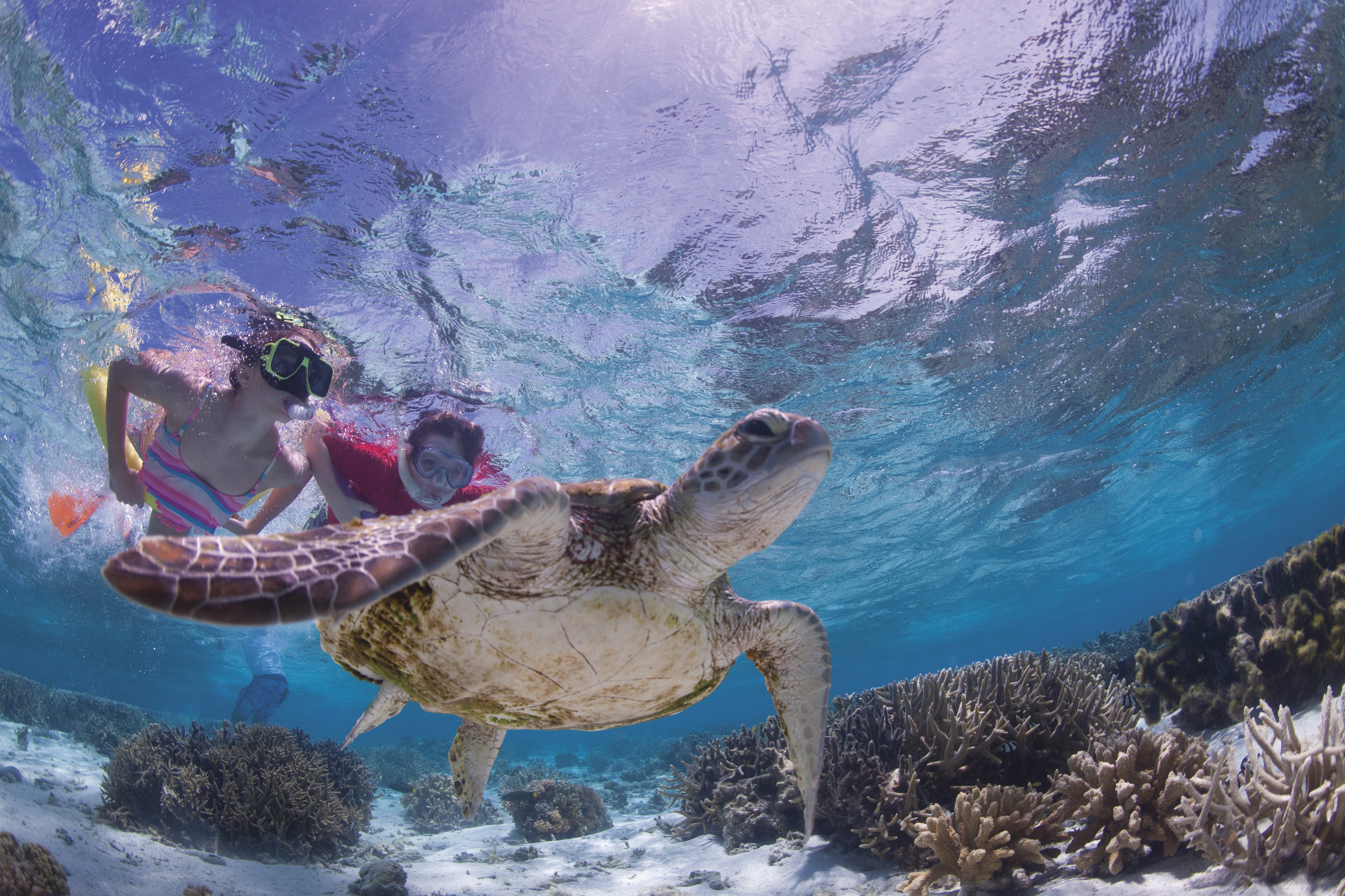 Family Travel - What kids think of snorkels, sun and sea turtles on Lady Musgrave Island