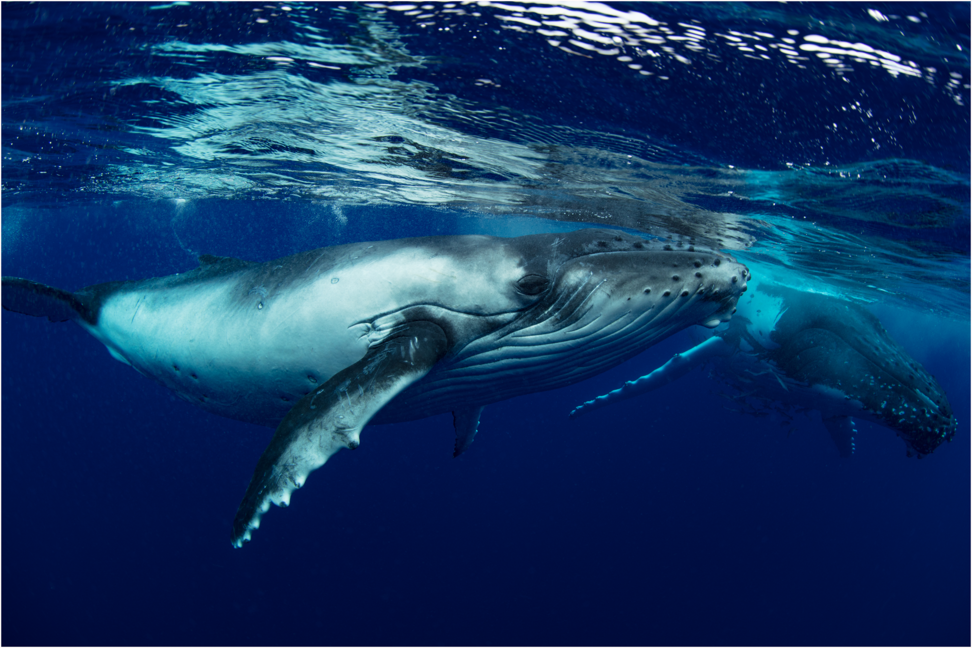 Our top picks for a whale-y good time in the Bundaberg Region