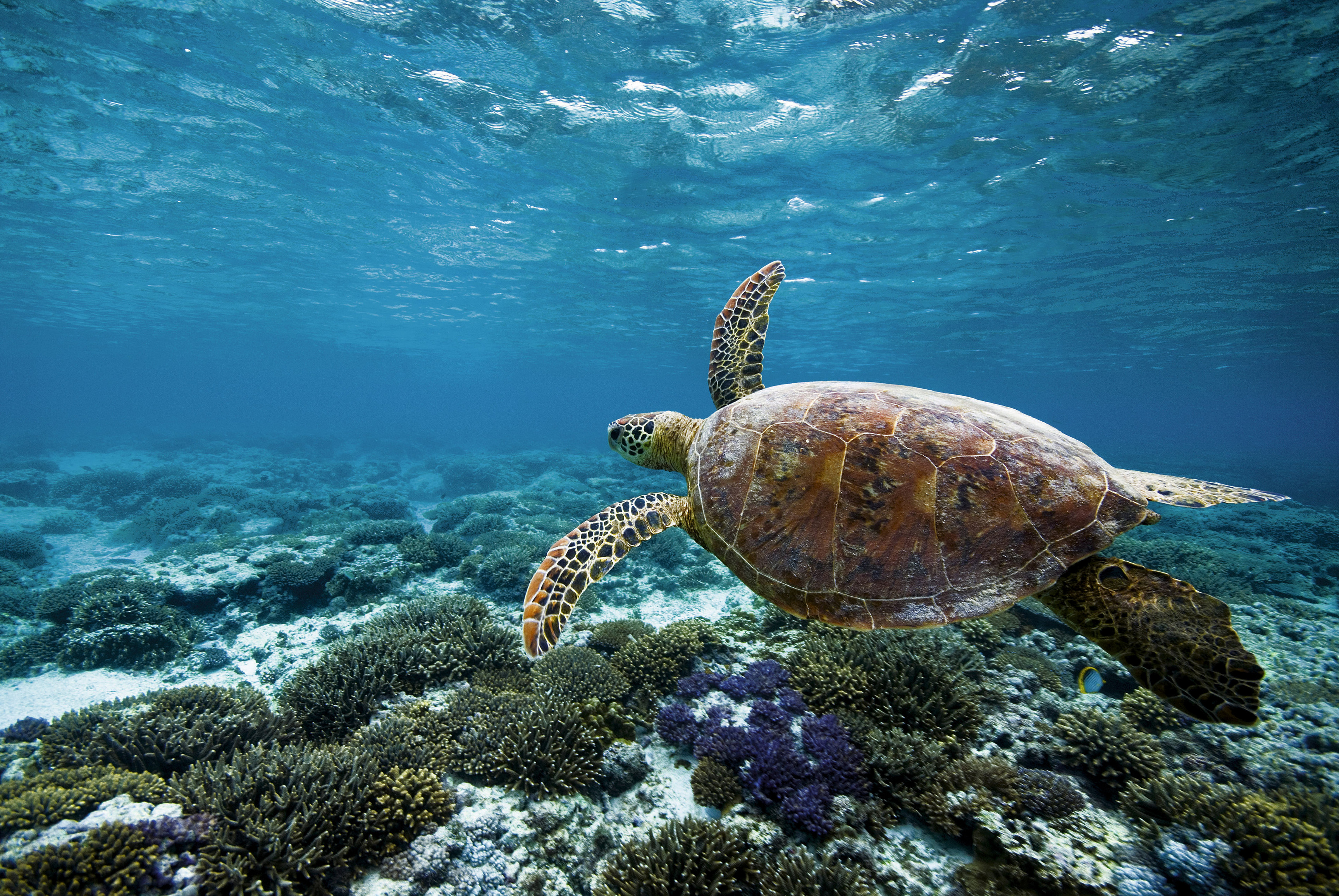 7 Ways To Experience Turtles In The Bundaberg Region