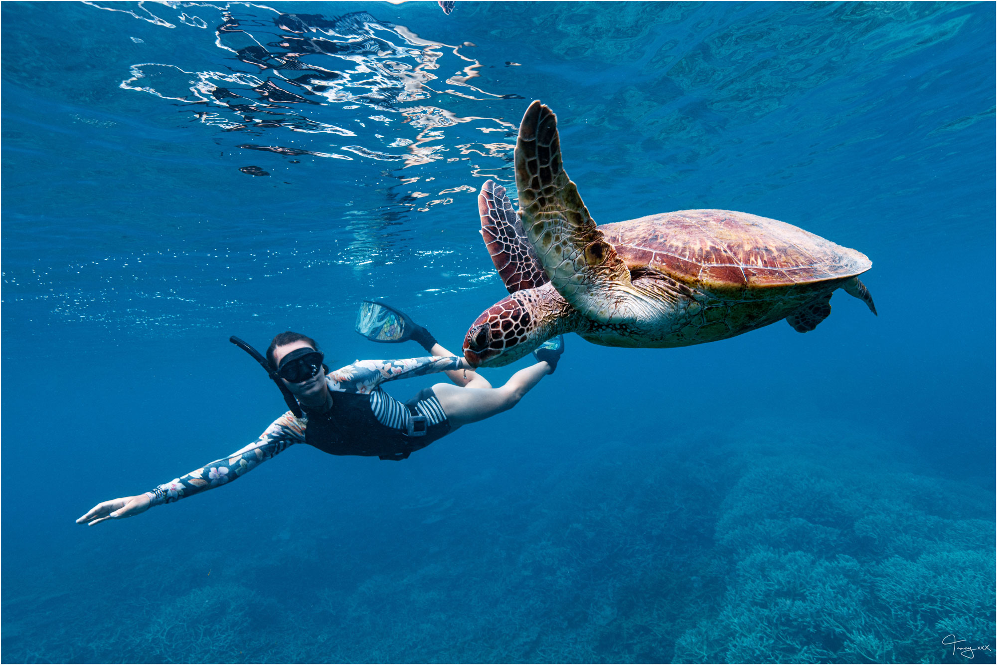 Turtle 101: Meet the turtles of the Reef