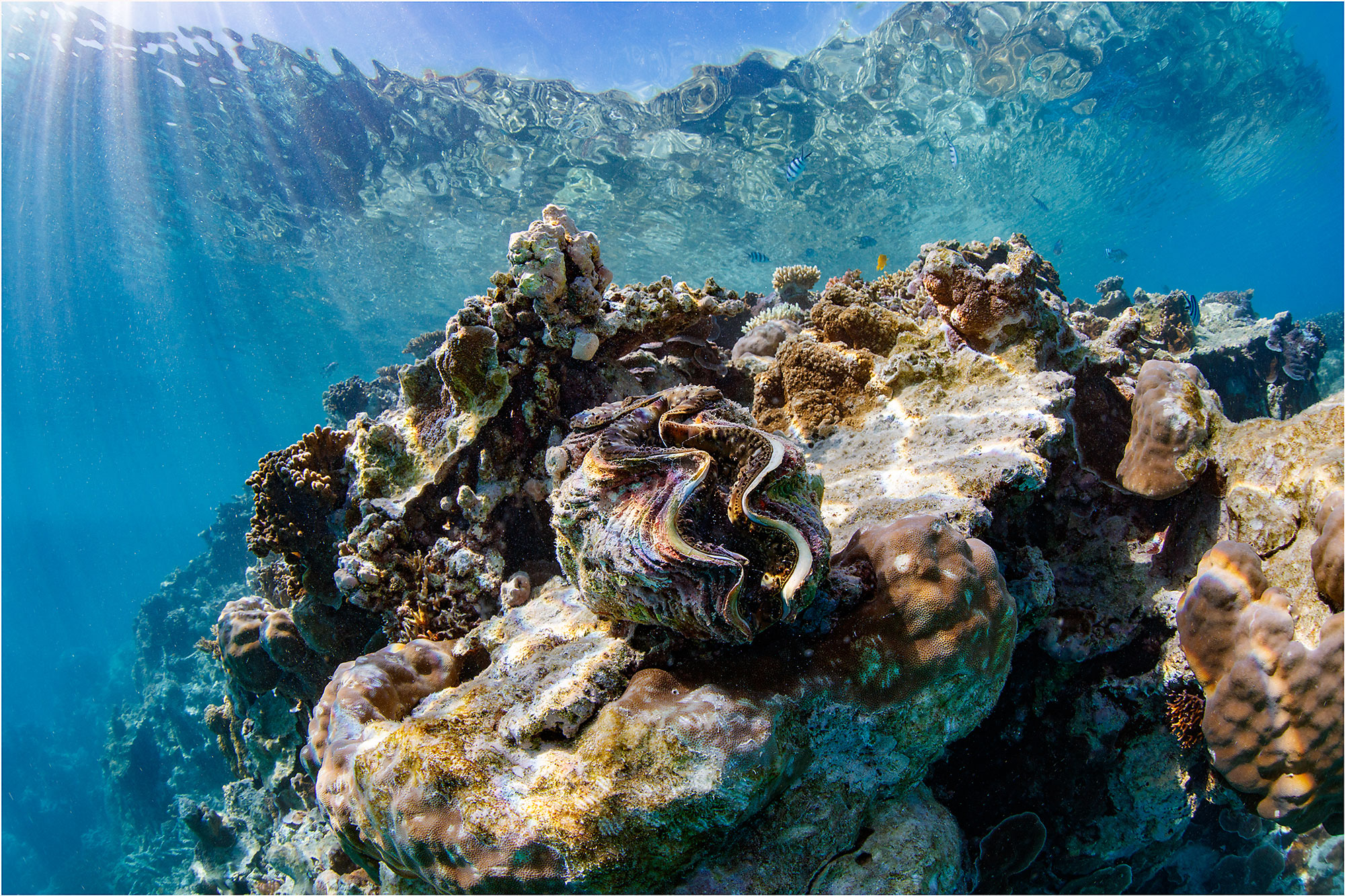 Southern Great Barrier Reef Corals