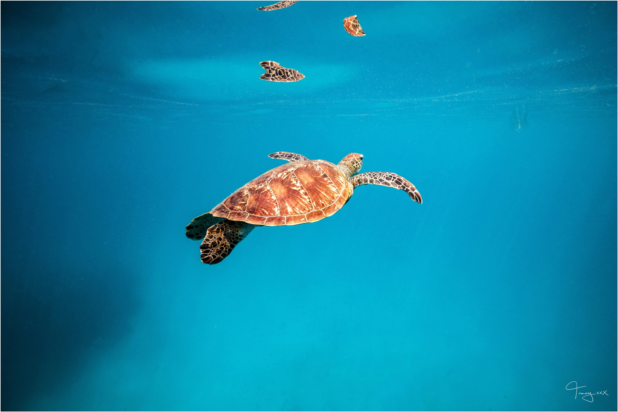 An Insider's Guide to Booking your Ultimate Turtle Experience