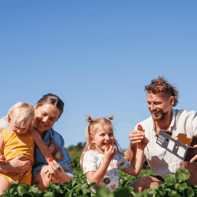 Pick your own strawberries at Tinaberries
