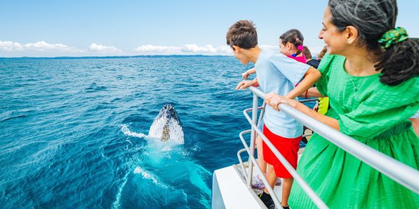 Tasman Venture Experience close-up encounters with humpback whales on a guided tour